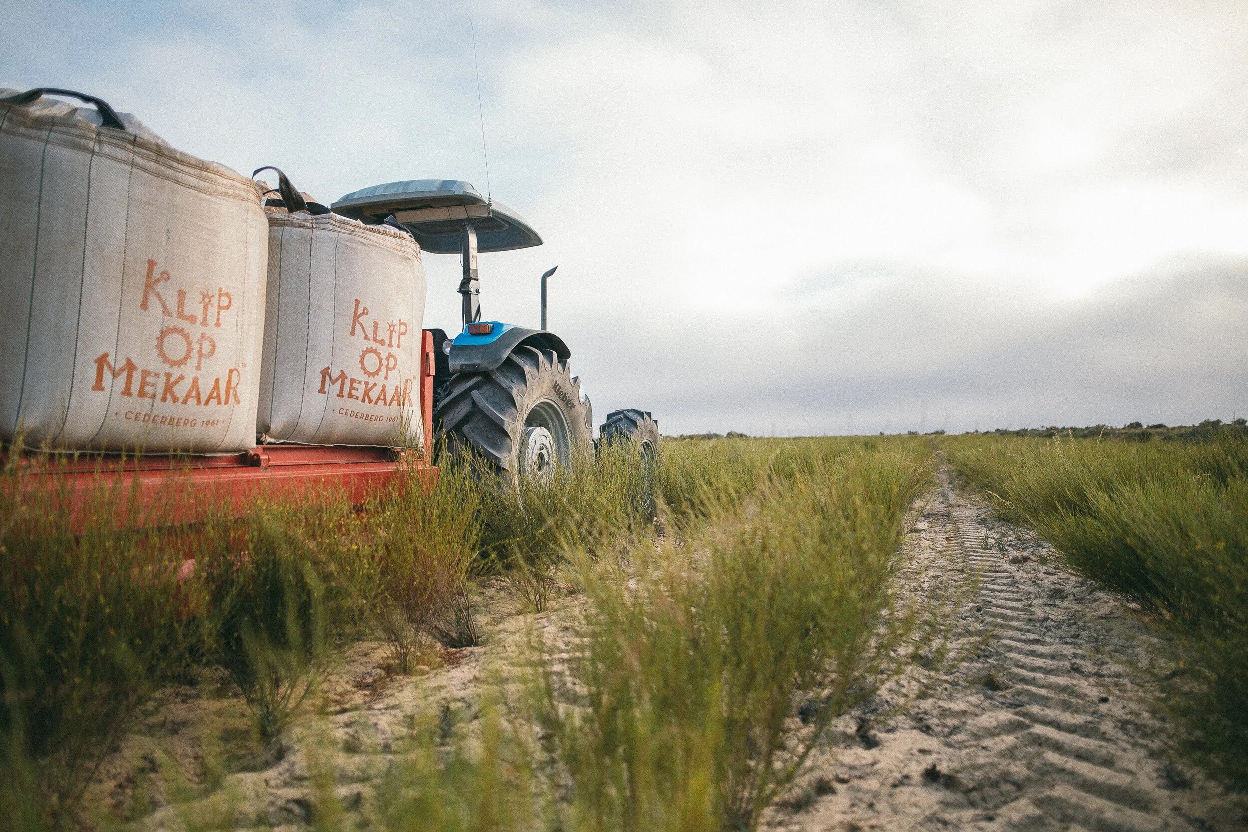 BOS Ice Tea — Discover the Magic of Rooibos — img 1450